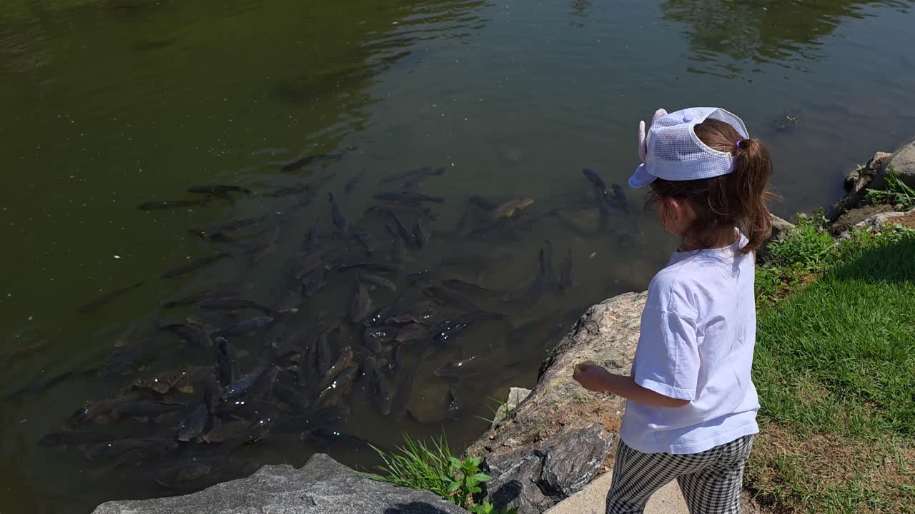A cute 5-year-old little girl stands on the rocky bank of Yangjaecheon stream and feeds a large school of hungry carp fish, a fun childhood nature activity in a city park in Seoul, South Korea