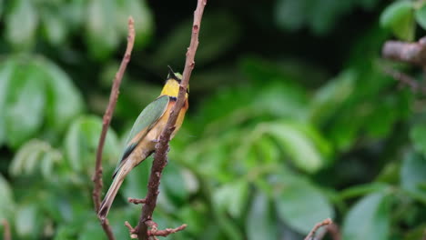 little bee-eater bird sitting on tree in african forest