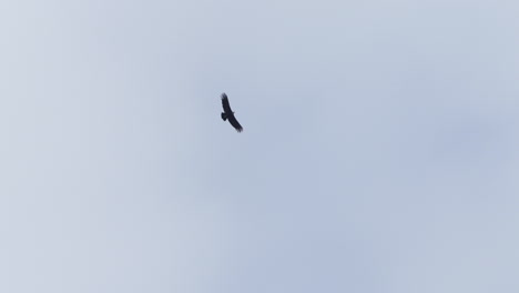 an eagle soars across a midday sky