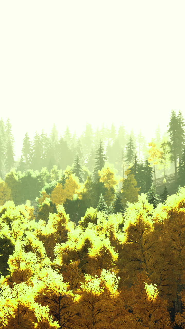 Sunlight filters through vibrant autumn forest in warm hues