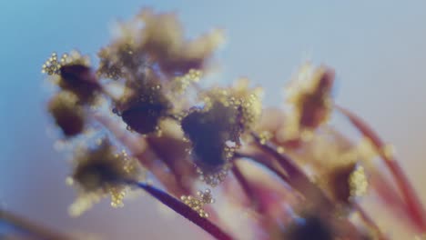 pollen on abutilon blossom stigma microscopical view focus ramp shallow field of depth