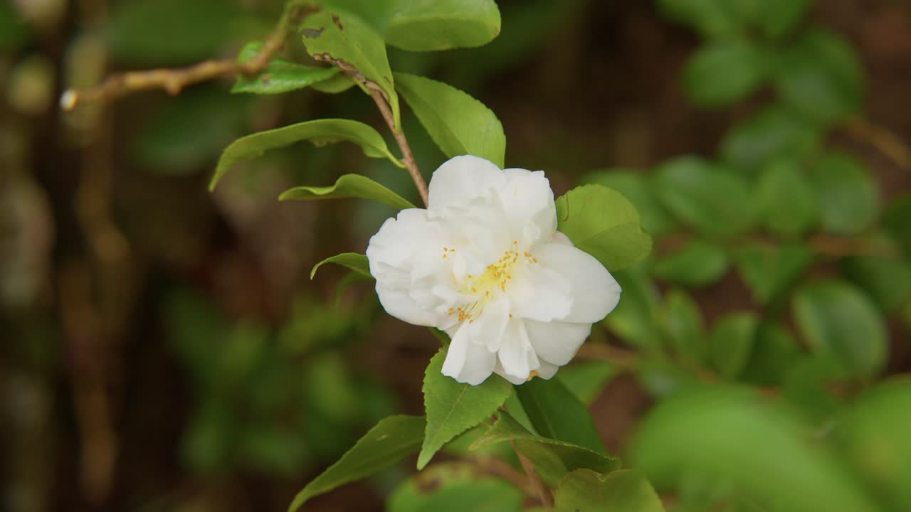 A vibrant camellia in full bloom with soft petals and rich details. Captured in 4K slow motion, this shot showcases the elegance of nature and botanical beauty.