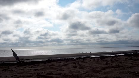 Seagulls-on-Beach-on-a-Cloudy-Day