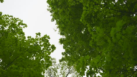 looking up at the leaves of trees and the sky