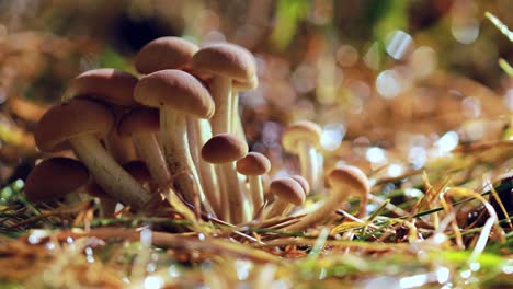 armillaria mushrooms of honey agaric in a sunny forest