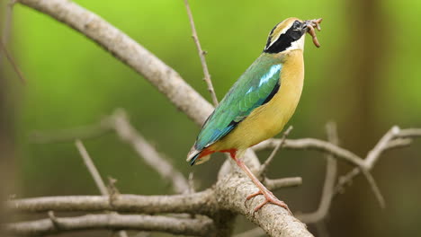 pájaro pitta macho colorido con lombriz de tierra en su pico para alimentar a sus polluelos en el nido