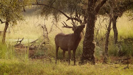 Sambar-Rusa-unicolor-is-a-large-deer-native-to-the-Indian-subcontinent,-South-China,-and-Southeast-Asia-that-is-listed-as-a-vulnerable-species.-Ranthambore-National-Park-Sawai-Madhopur-Rajasthan-India