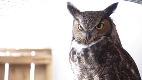 Stoic-great-horned-owl-on-a-barn-window