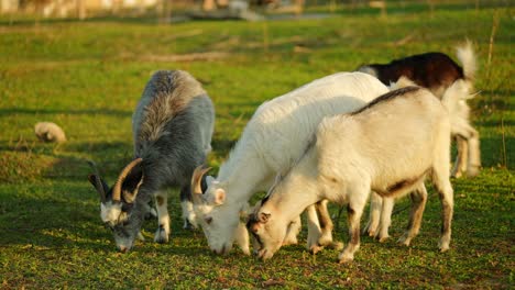 goats grazing in a field