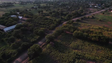 Sonnenblumenfarm-Bei-Sonnenuntergang-Mit-üppigen-Grünen-Blättern-Auf-Einem-Bauernhof-In-Afrika