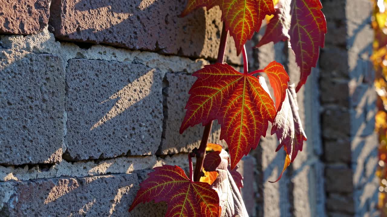 The video captures vibrant autumn leaves climbing a brick wall, emphasizing texture and color