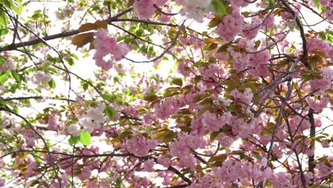 las flores de cerezo que florecen vívidamente en primavera.