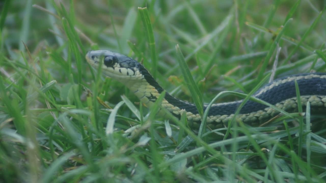 Grass Snake Ready To Attack In Grass - close up