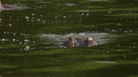 A-large-hippopotamus-swimming-in-the-water-blowing-bubbles,-Uganda