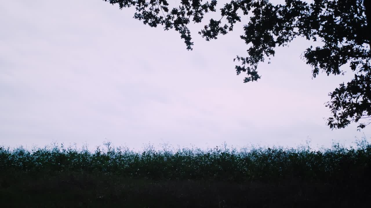 As blue hour drapes the sky in soft pink hues, a field of potato blossoms gently unfurls under the tender evening light, with a tree's silhouette softly framing the scene
