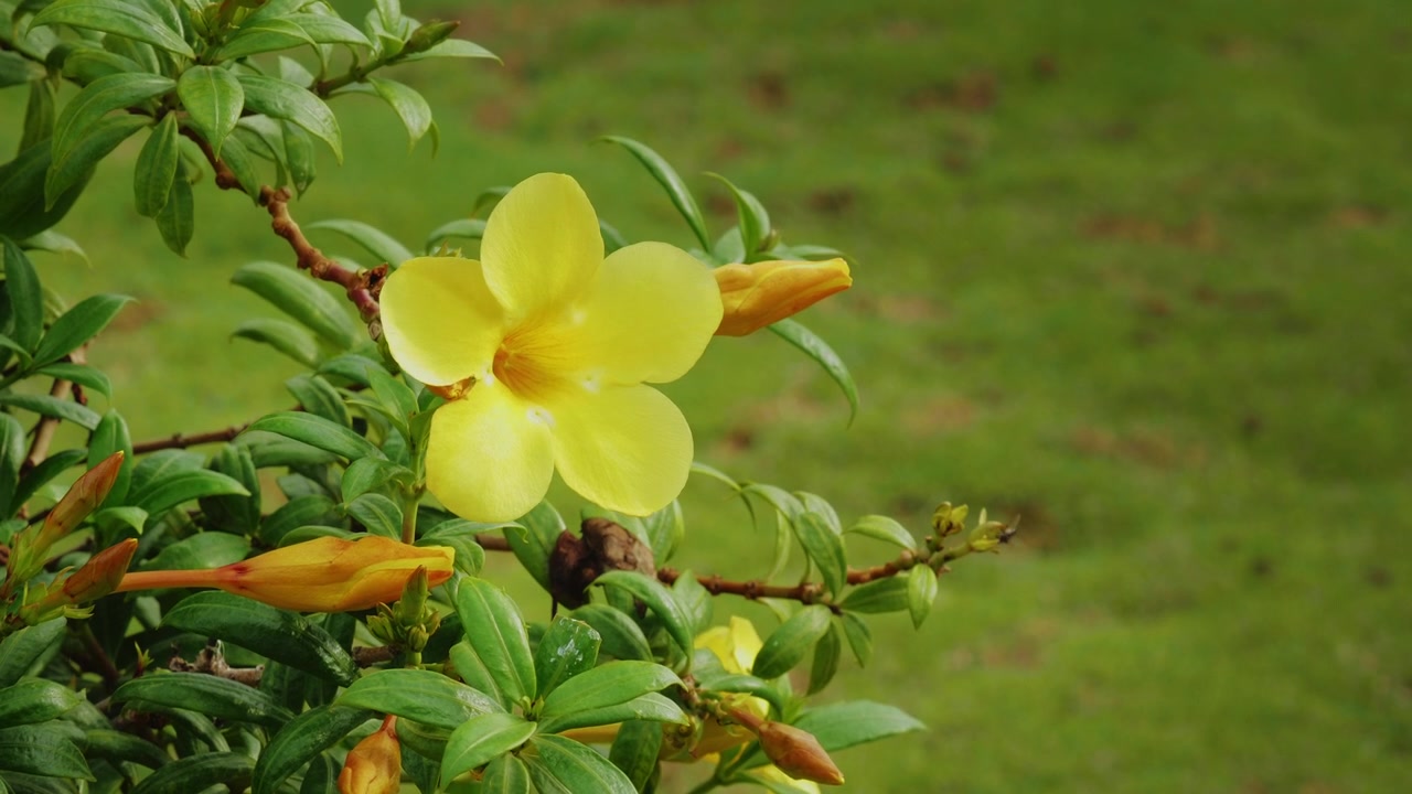 Primo piano di un vivace fiore di Tromba d'Oro con boccioli non aperti su un arbusto di Allamanda cathartica in un lussureggiante giardino tropicale