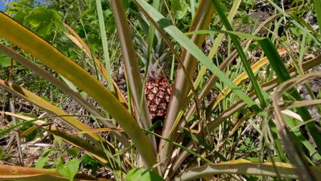 una pequeña piña silvestre y una planta de piña con hojas puntiagudas que crecen en el campo rural de una remota isla tropical