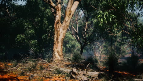 el interior de australia con árboles y arena amarilla