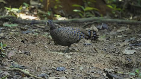 malayan peacock-pheasant with iridescent blue and green eye-spots on its plumage in malaysia. close-up shot
