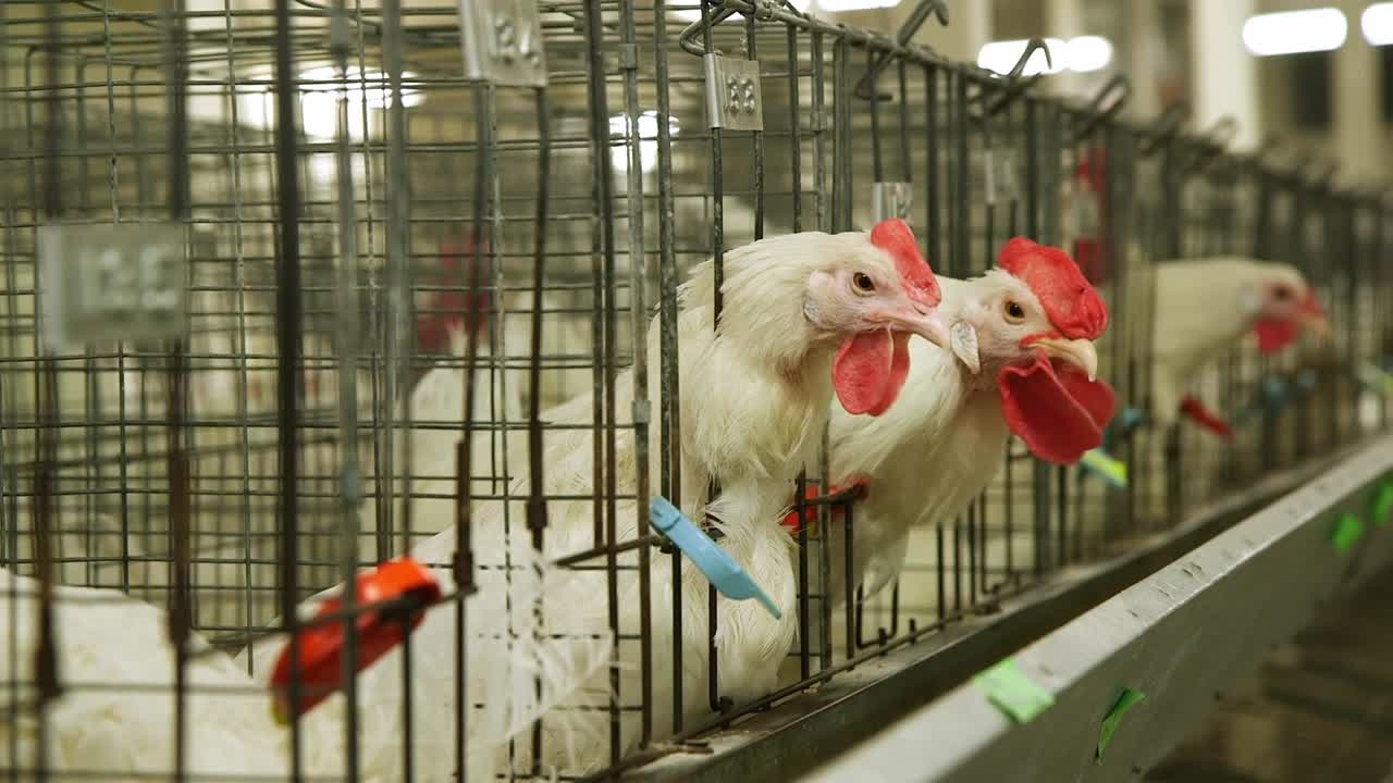 Primo piano di galline bianche e galli con cresta rossa che sbirciano da gabbie di filo metallico in un allevamento di pollame, Italia, interno di pollaio industriale.