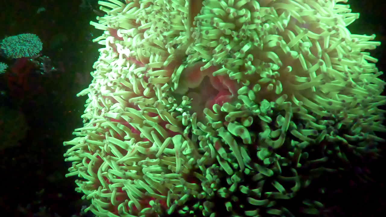 Fluorescent Green Sea Anemone Underwater
