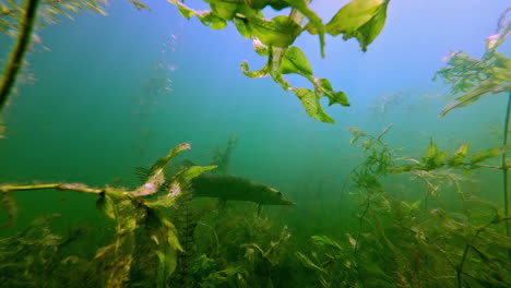 swimming towards a pike fish in a freshwater lake