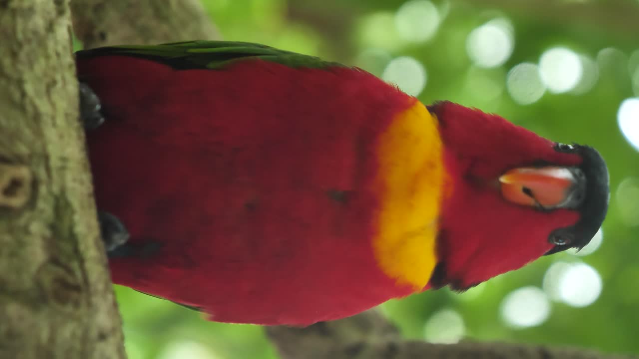 Vertical shot of chatting- talking parrot called Kennedy on the tropical named kennedy Island in the solomon islands. Funny