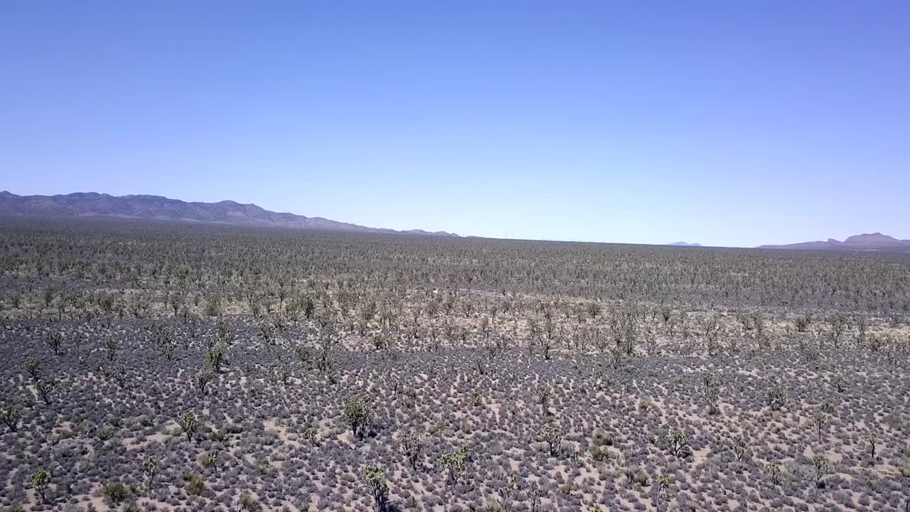 구름 없음, 칼리 트라거스(러시아 엉겅퀴)의 펠드