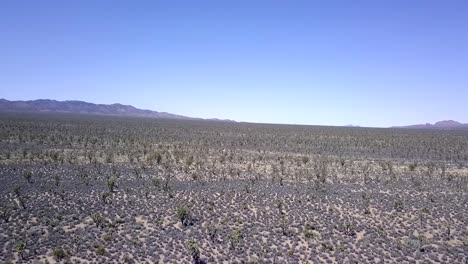 sin nubes, campo de kali tragus el cardo ruso