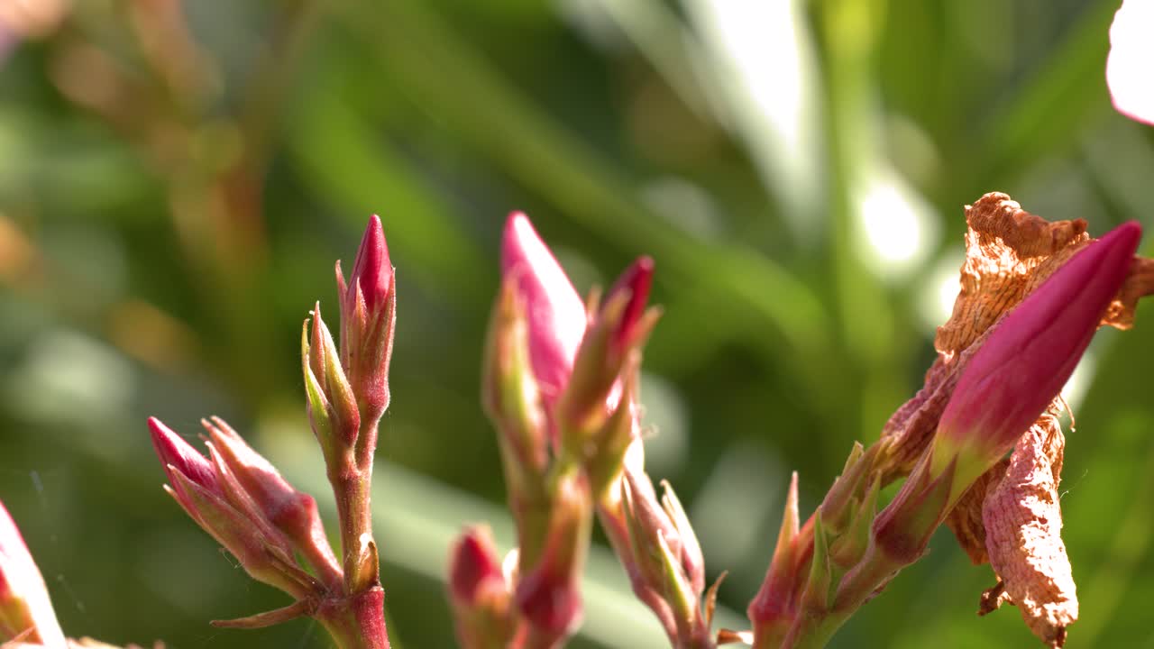 Pink Nerium Oleander flower buds sway gently outdoors, sunlit, with shallow depth of field