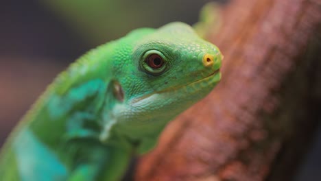 Der-Lau-Bänderleguan-(Brachylophus-Fasciatus)-Ist-Eine-Baumlebende-Eidechsenart,-Die-Auf-Den-Lau-Inseln-Im-östlichen-Teil-Des-Fidschi-Archipels-Endemisch-Ist.