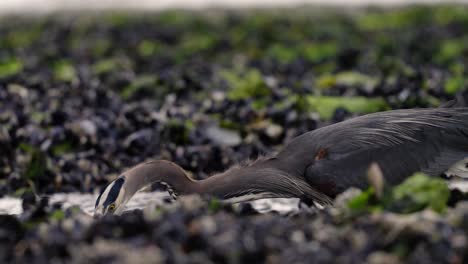 a great blue heron catches fish at low tide in slow motion.