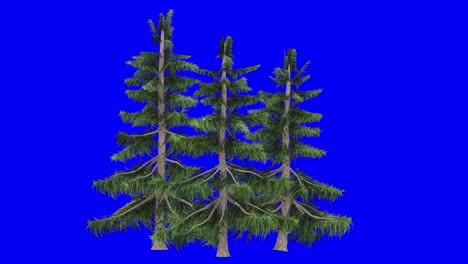 3d alaska cedar pine tree cluster with wind effect on blue screen 3d animation