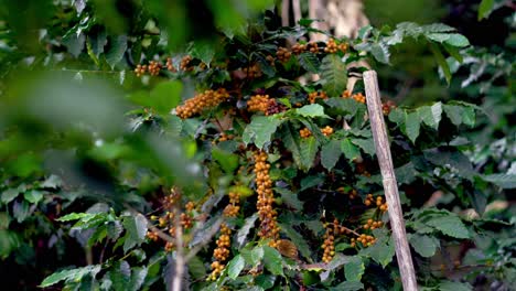 bunch of yellow catimor coffee beans ripening on tree in northern thailand