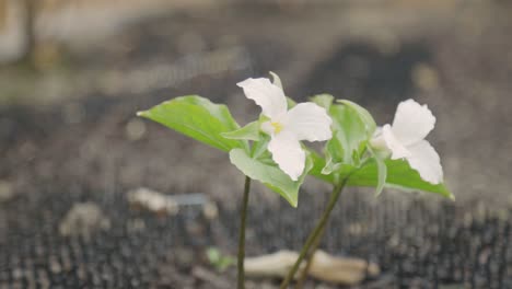 beautiful blooming white trillium in spring - selective focus