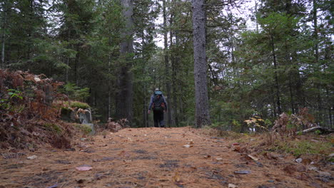 Man-walking-in-a-pine-tree-forest