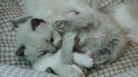 litter of cute 2 weeks old little cats cuddling