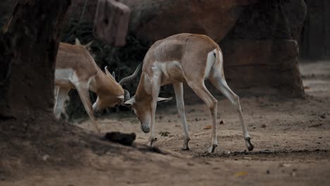 blackbuck territorial fight