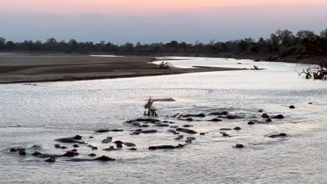 vista al crepúsculo del río luangwa con hipopótamos en el parque nacional de luangwa del sur. zambia.