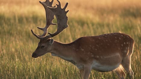 Masticating-fallow-deer-buck-with-big-antlers-in-grassland-at-sunset
