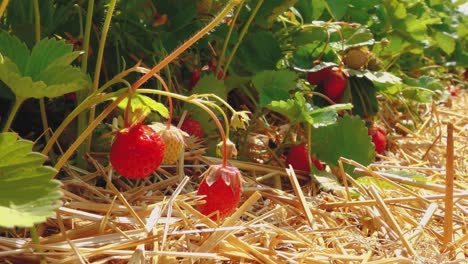 Estera-De-Paja-De-Campo-De-Fresas