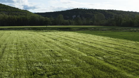 cultivos perennes balanceándose en el prado cerca de penafiel en españa en un día ventoso