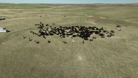 drone footage of cowboys corralling cows