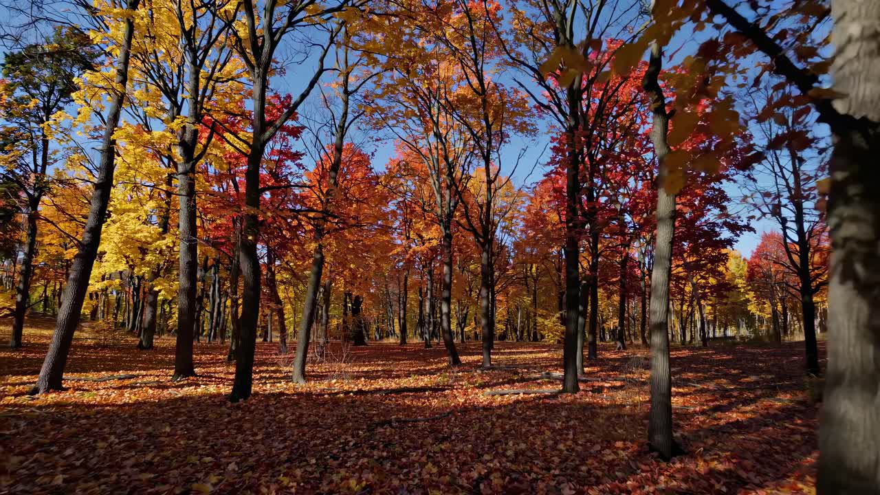 Vibrant autumn forest with red and yellow leaves, captured from a low-angle, creating an immersive