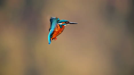vibrant kingfisher in flight
