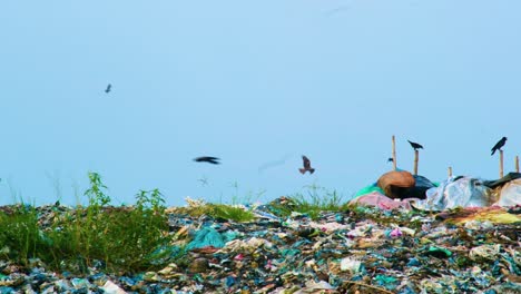 Flock-of-crows-and-eagle-flying-over-landfill,-static-view