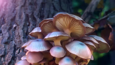 close-up of a cluster of wild mushrooms
