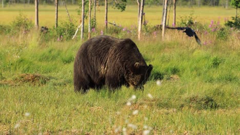 Brown-bear-(Ursus-arctos)-in-wild-nature-is-a-bear-that-is-found-across-much-of-northern-Eurasia-and-North-America.-In-North-America,-the-populations-of-brown-bears-are-often-called-grizzly-bears.