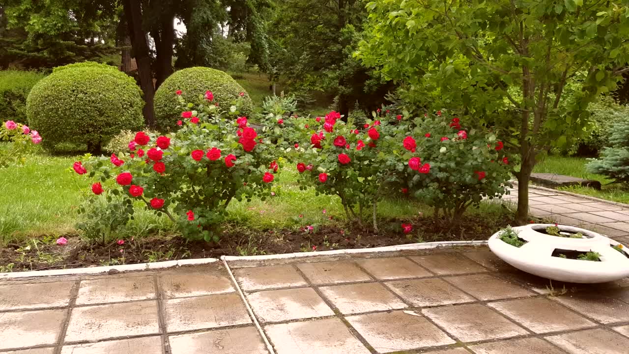 4 to the video, a strong gusty wind shakes rose bushes and trees in the park in summer in rainy weather