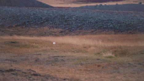 Arctic-fox-running-in-grassy-autumn-tundra-landscape-in-Iceland